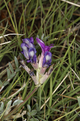 Astragalus argophyllus argophyllus