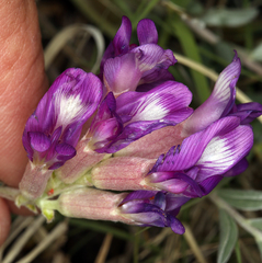 Astragalus argophyllus argophyllus