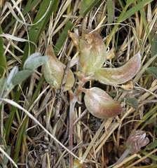 Astragalus argophyllus argophyllus