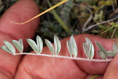 Astragalus argophyllus argophyllus