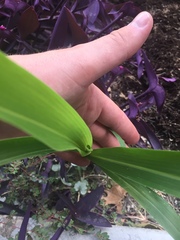 Sorghum bicolor