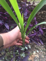Sorghum bicolor