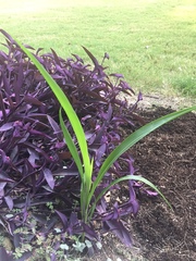 Sorghum bicolor