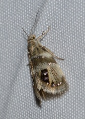 Prochoreutis extrincicella