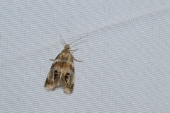 Prochoreutis extrincicella