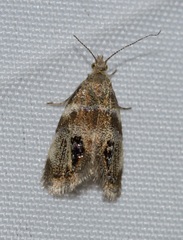 Prochoreutis extrincicella