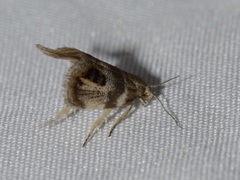 Prochoreutis extrincicella