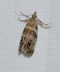 Prochoreutis extrincicella