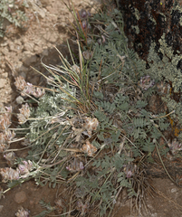 Astragalus austiniae