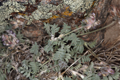 Astragalus austiniae