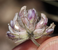 Astragalus austiniae