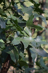 Oreopanax sanderianus