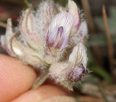 Astragalus austiniae