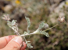 Astragalus austiniae