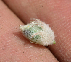 Astragalus austiniae