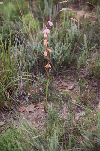 Image of Watsonia laccata by (c) Tony Rebelo, some rights reserved (CC BY-SA)