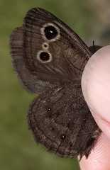 Cercyonis oetus