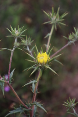 Berkheya heterophylla