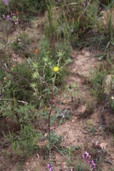 Berkheya heterophylla