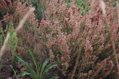 Erica setacea
