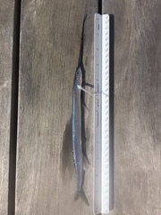 Euleptorhamphus velox