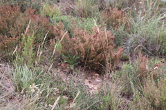 Erica setacea