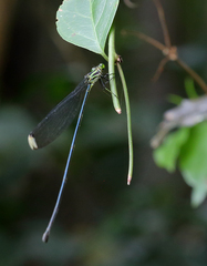 Mecistogaster amalia