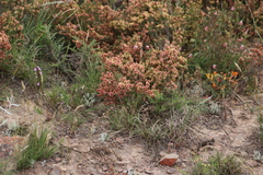 Passerina filiformis, photograph (c) Tony Rebelo, some rights reserved (CC BY-SA)