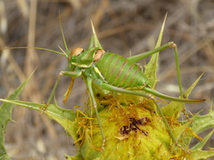 Steropleurus andalusius