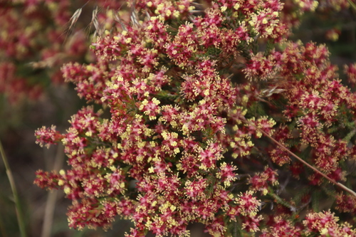Image of Passerina filiformis by (c) Tony Rebelo, some rights reserved (CC BY-SA)