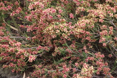 Passerina filiformis, photograph (c) Tony Rebelo, some rights reserved (CC BY-SA)