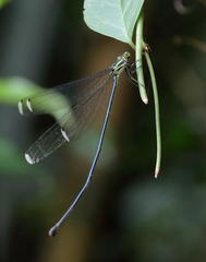 Mecistogaster amalia