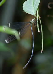 Mecistogaster amalia