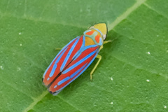 Graphocephala
