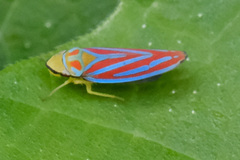 Graphocephala