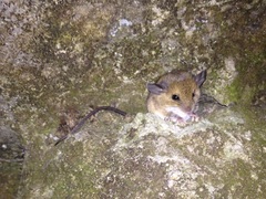 Reithrodontomys gracilis