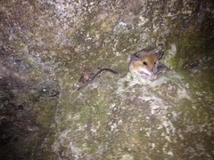 Reithrodontomys gracilis