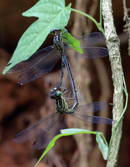 Epigomphus paludosus