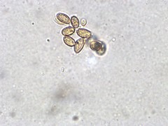 Cortinarius tinctorum