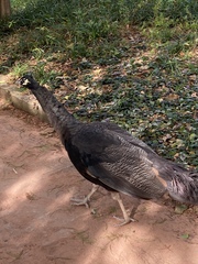 Pavo cristatus × muticus