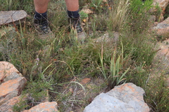 Protea restionifolia