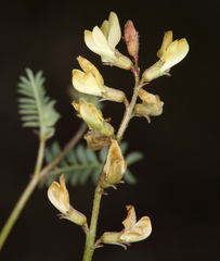 Astragalus inyoensis