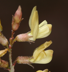 Astragalus inyoensis