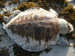 Lepidochelys olivacea