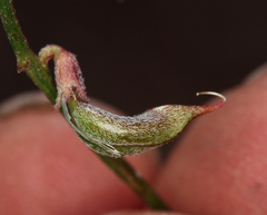 Astragalus inyoensis