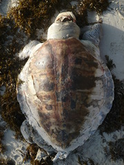 Lepidochelys olivacea