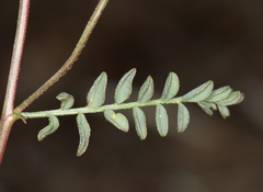 Astragalus inyoensis
