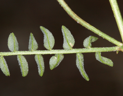 Astragalus inyoensis