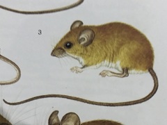 Reithrodontomys gracilis