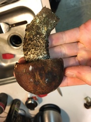 Leccinum ponderosum